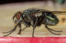 Onesia floralis - Fly